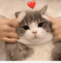 7033